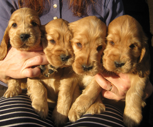 Dragongrdens Kennel